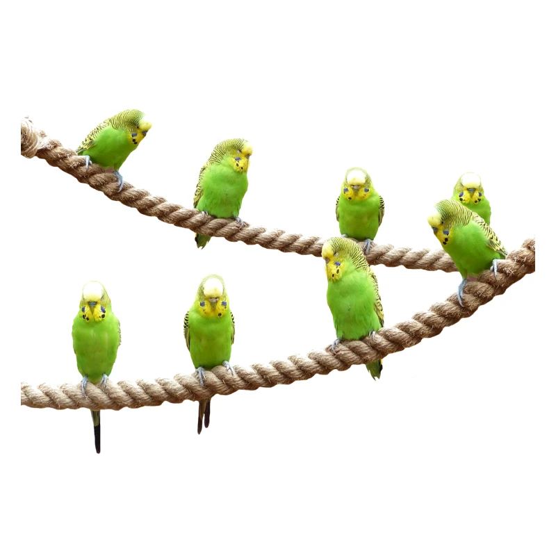 waves budgie birds voegel