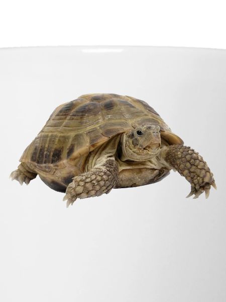 turtle tortoise animals animals7