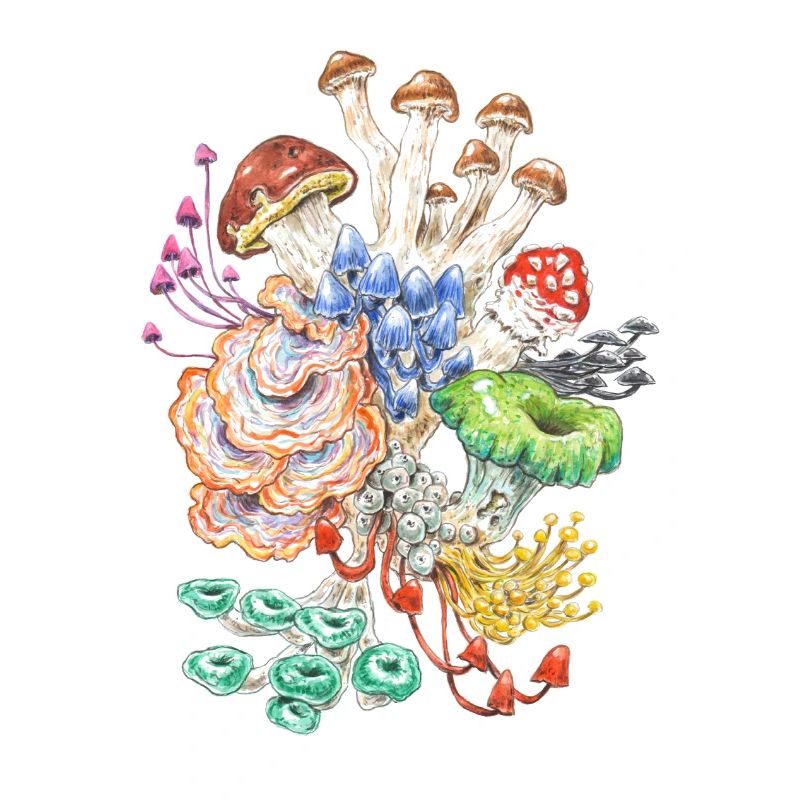 Wild bunch / mushrooms