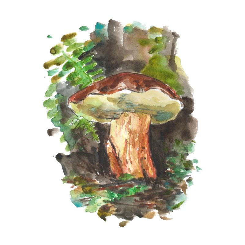 Forêt / champignons / champignons
