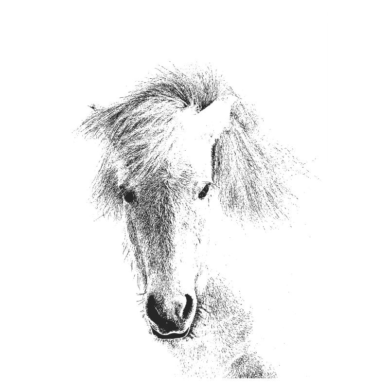 Cheval islandais