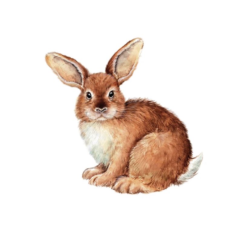 LAPIN ROSA