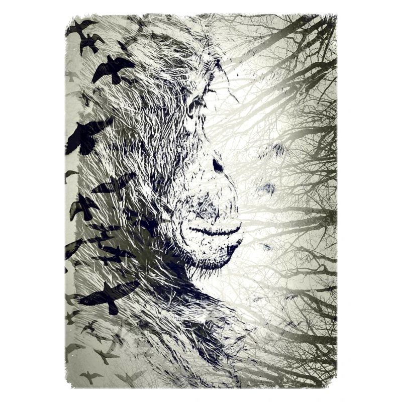 Orangutan