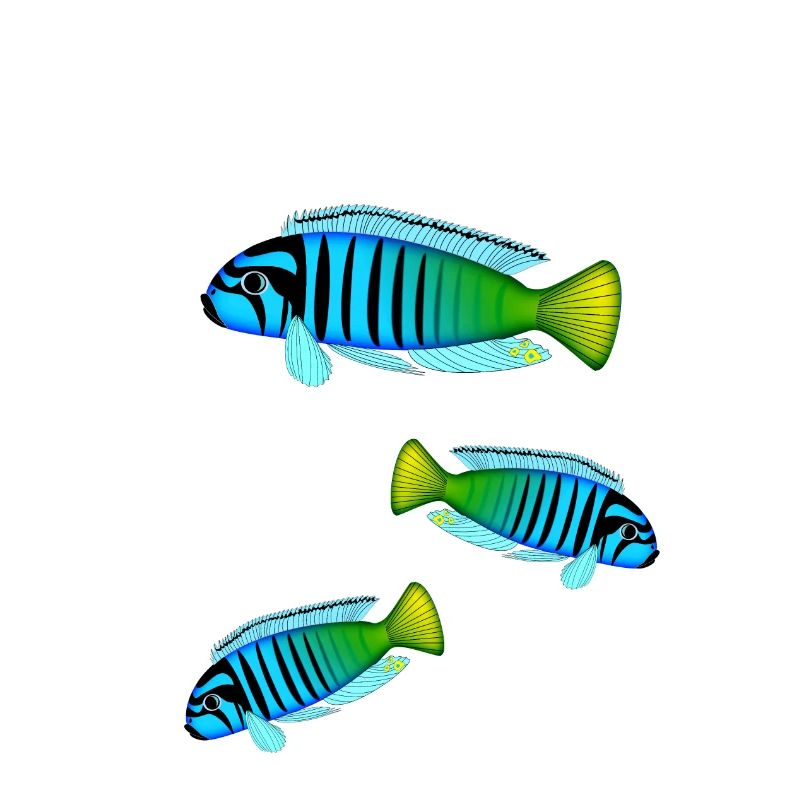 Perche Poisson Perche Colorée Malawi Africain