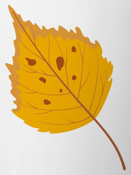 Birch leaf