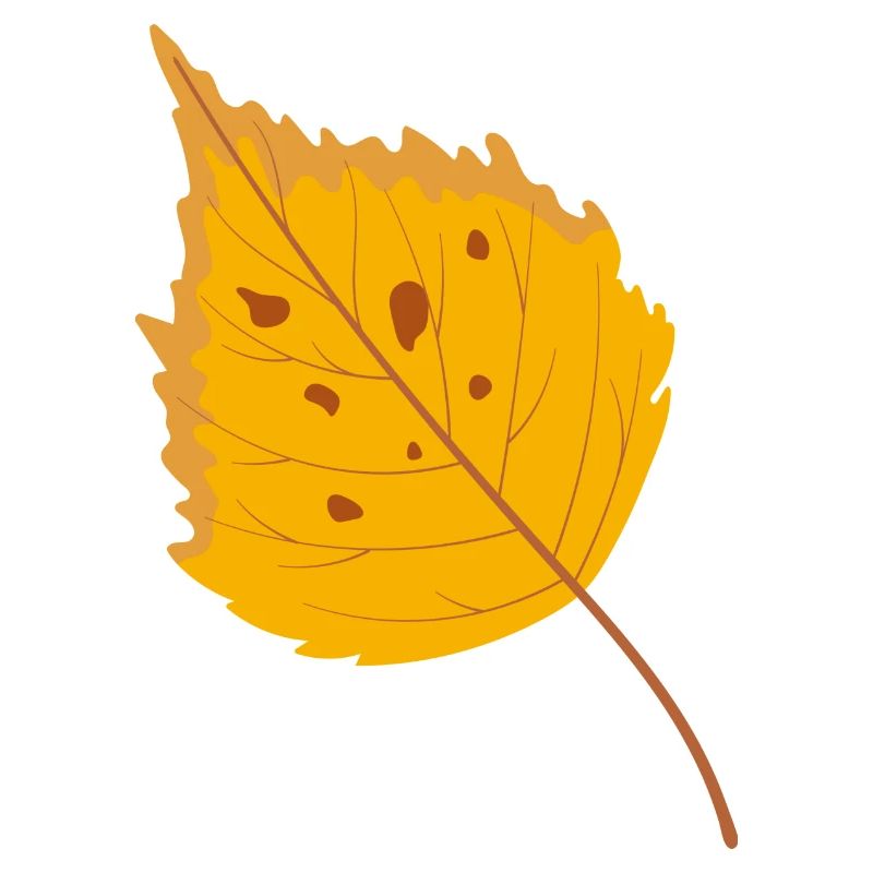 Het blad van de berk