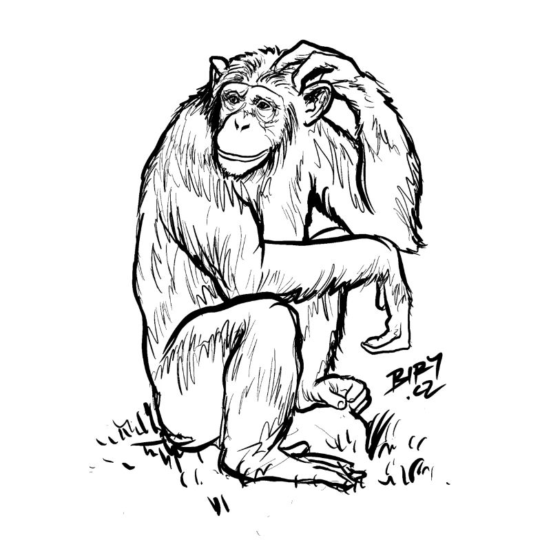 Chimp thinking