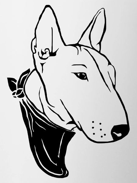 Bull terrier with scarf