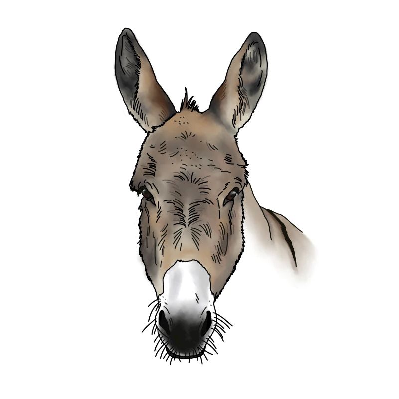 Donkey head colored