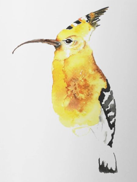 Wiedehopf Ornithologist