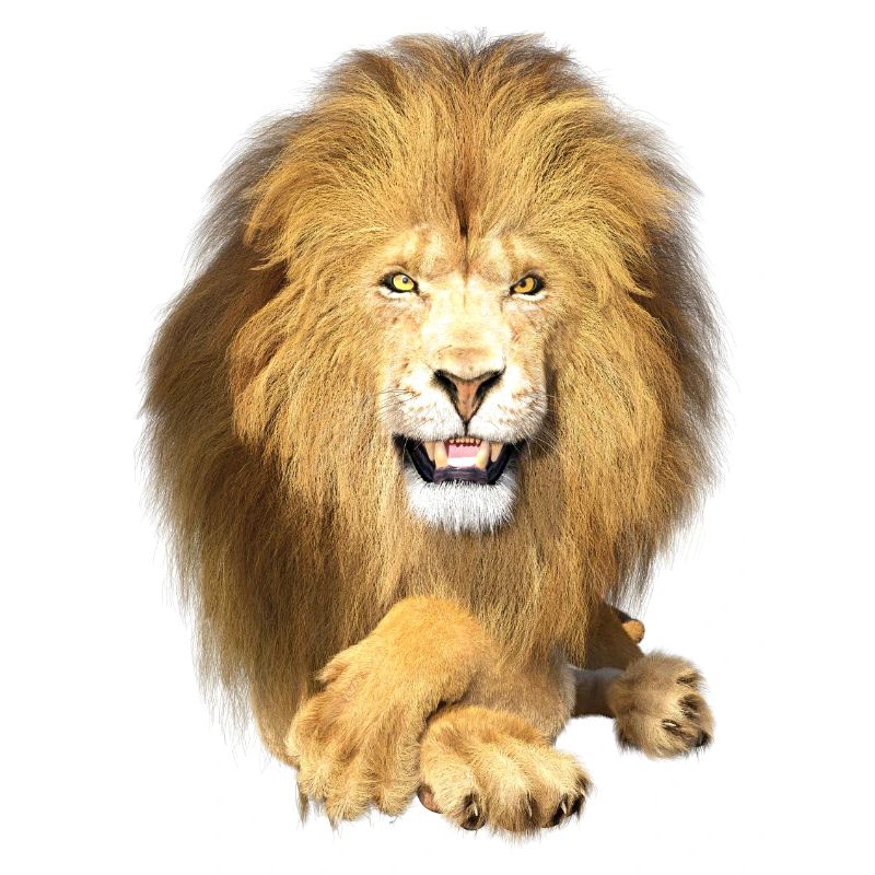 Lion couché, détendu