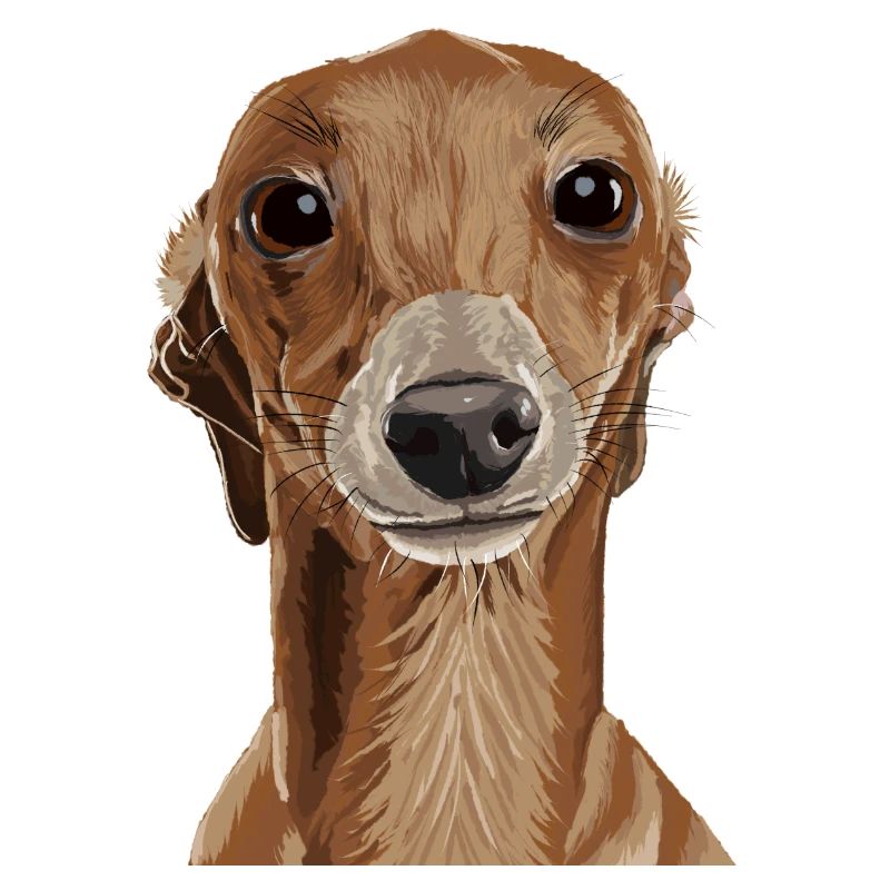 Greyhound