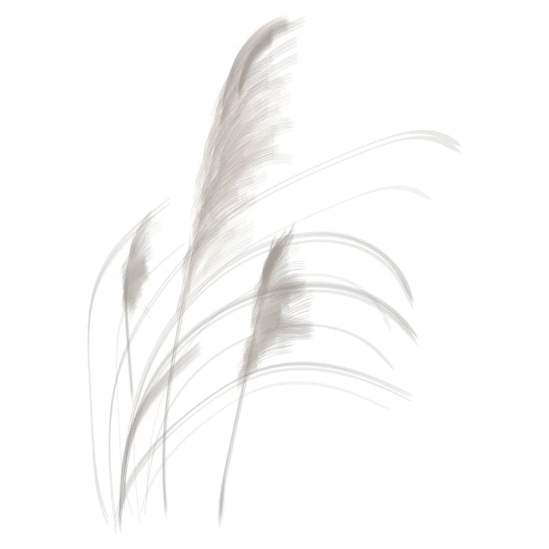 Pampas grass
