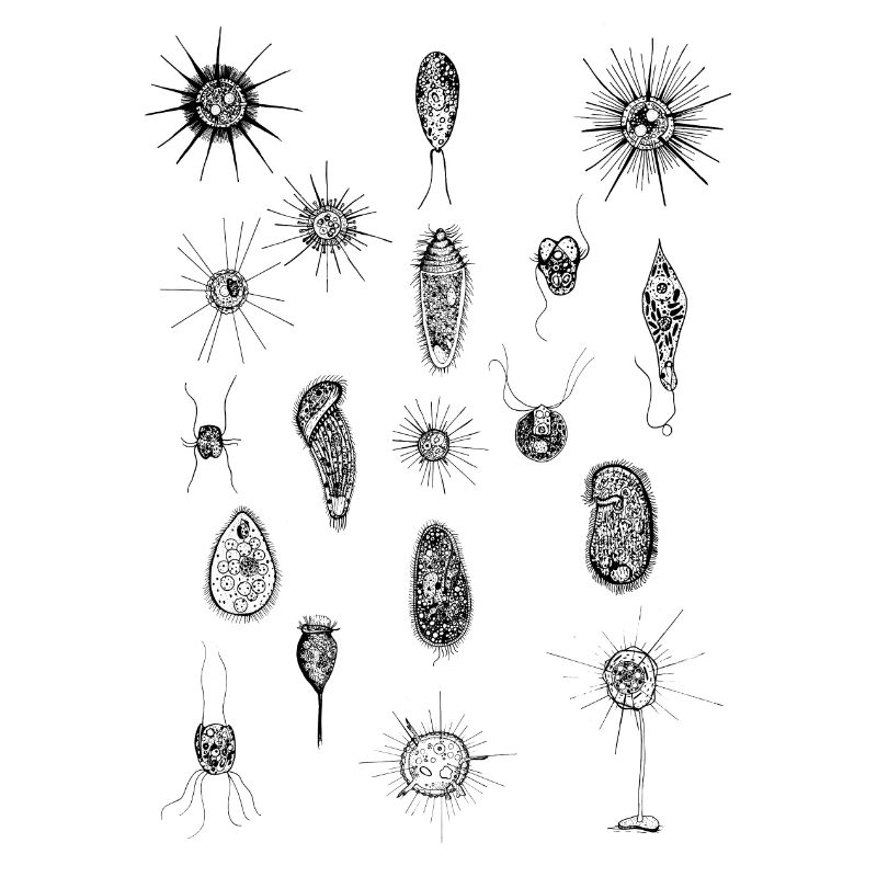 PLANKTON_01(Série: Sous le microscope)