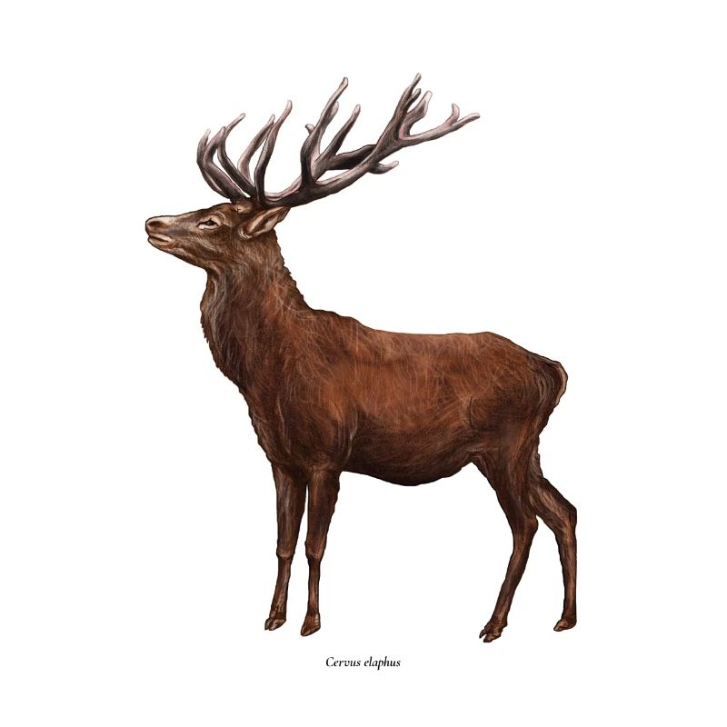 Hirsch