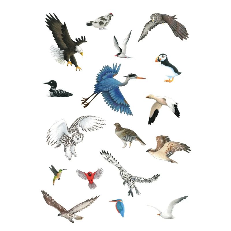 Oiseaux