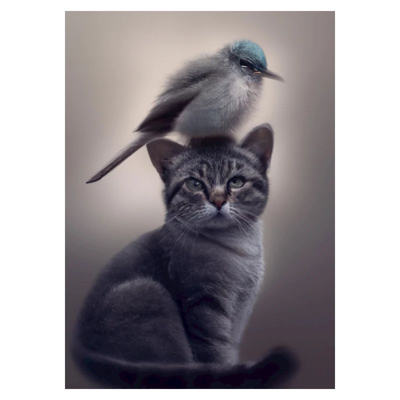 Vogel sitzt auf Katze
