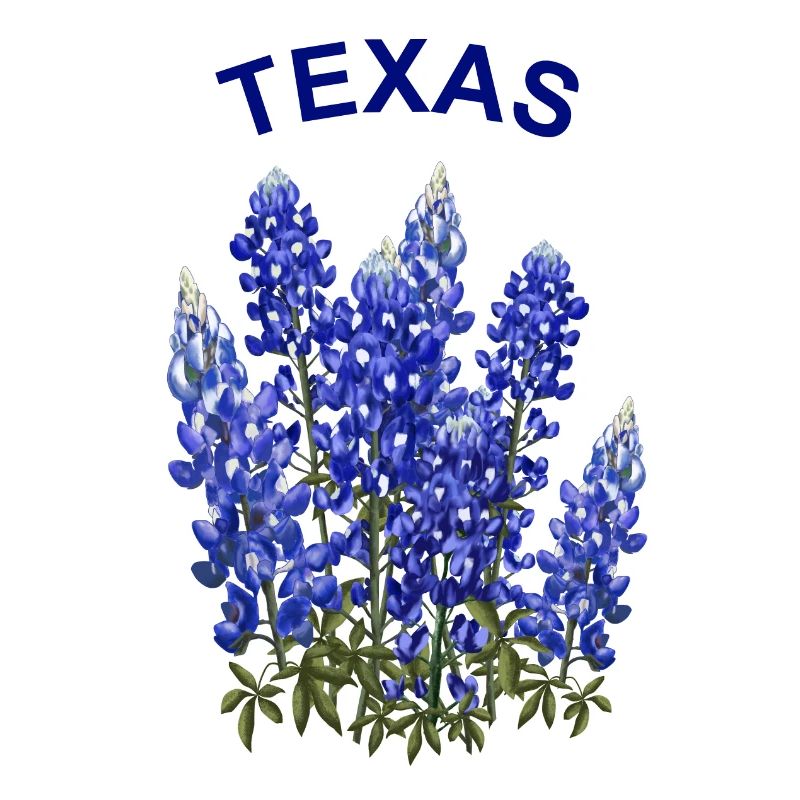 TEXAS BLUE BONNETS