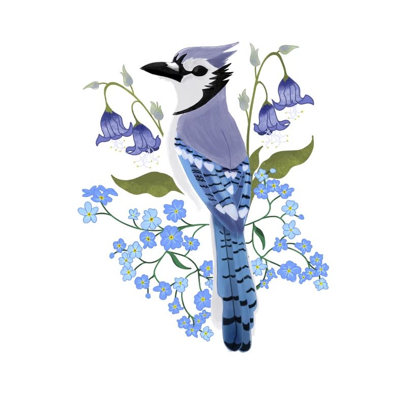 Bluejay