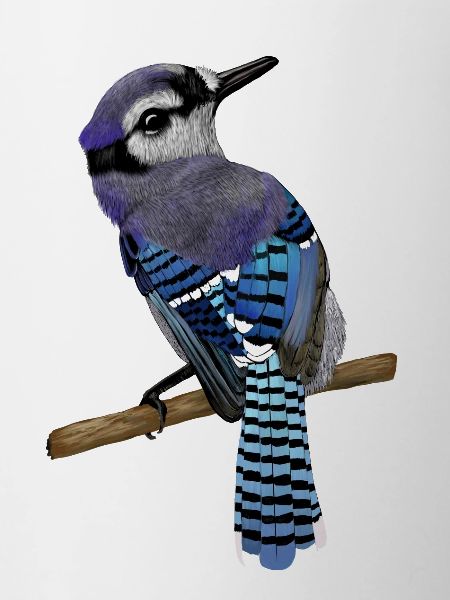 Blue Jay Vogel