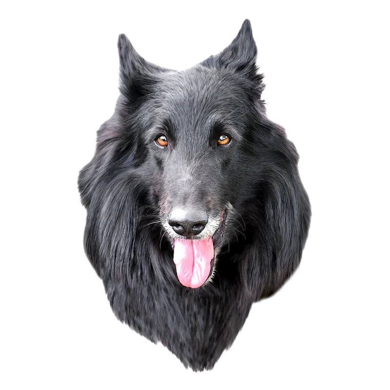 berger belge groenendael