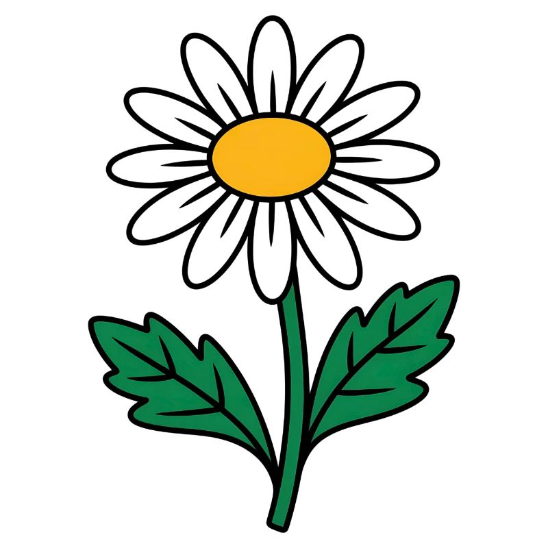Gänseblümchen