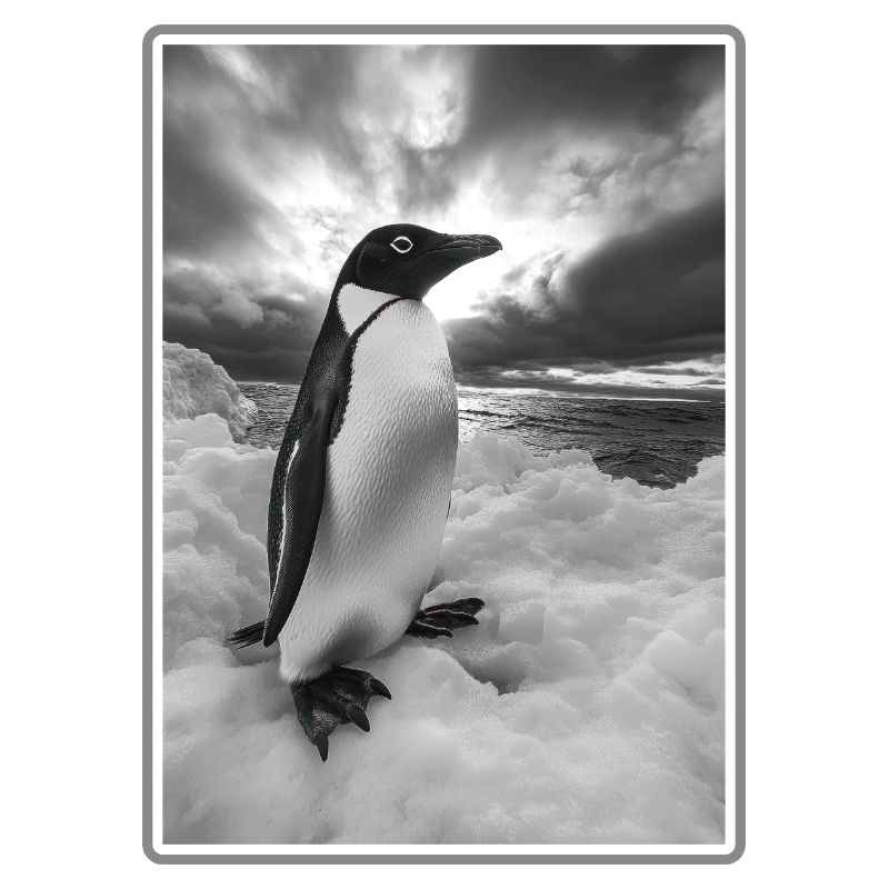 Pingouins Pingouin