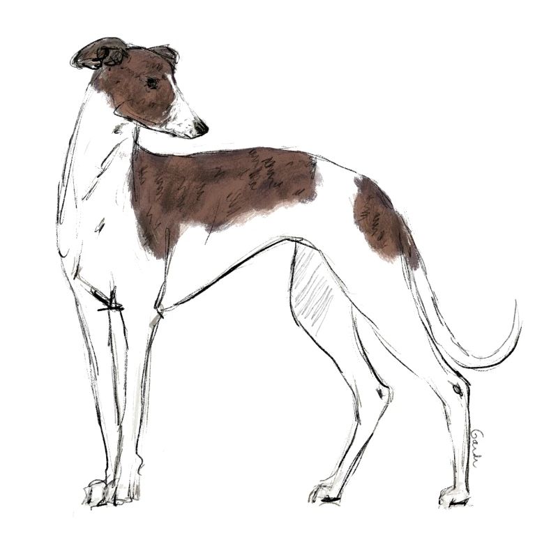 Greyhound