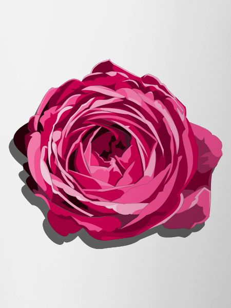 Blossom of a Red Rose