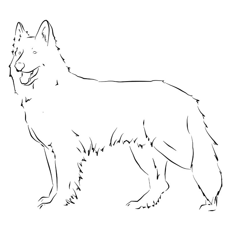 Weißer Schweizer Schäferhund