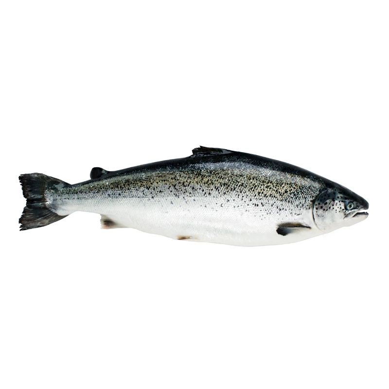 Lachs