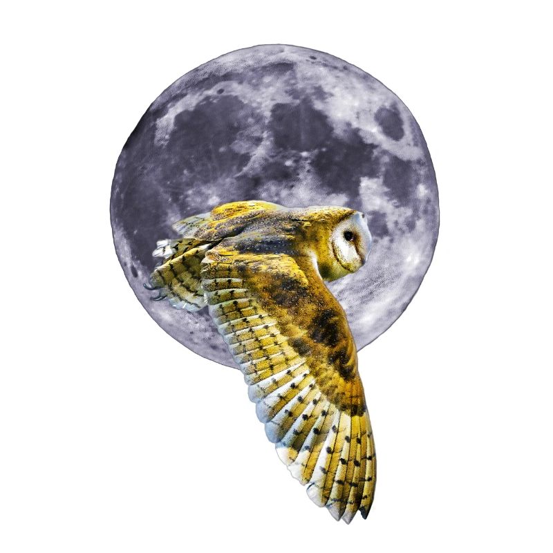Chouette et lune