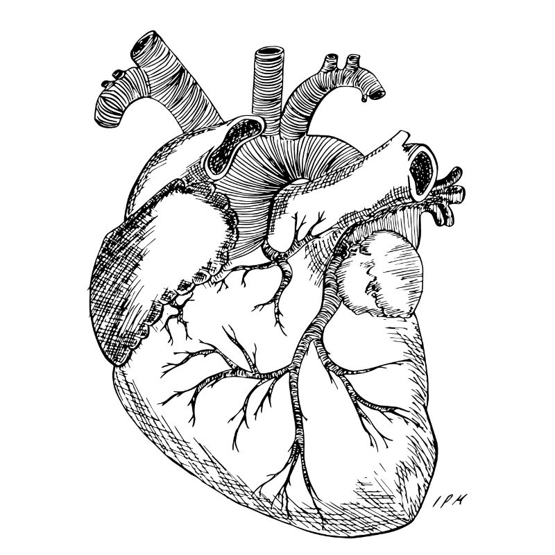 Coeur anatomique