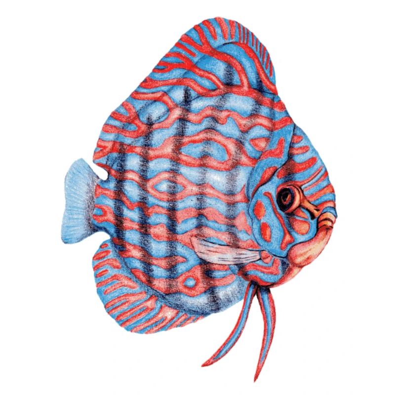 Diskus