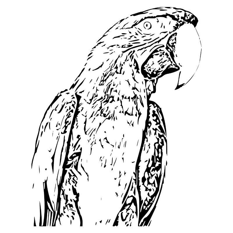 Parrot Bird Black