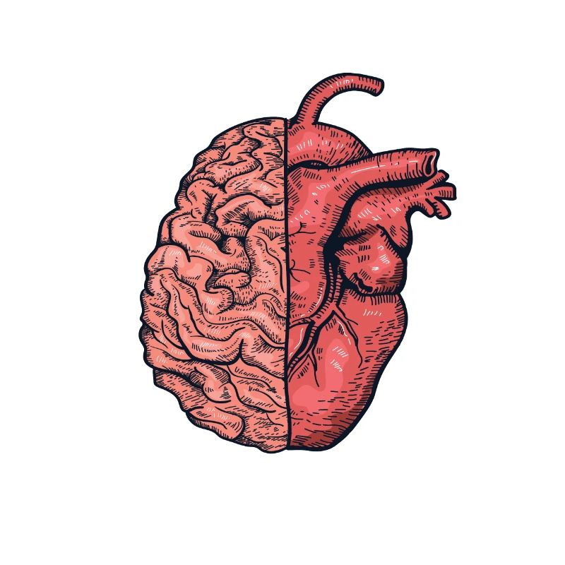 Half heart half brain mind and emotions