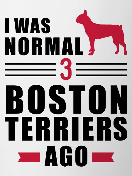 Boston Terrier