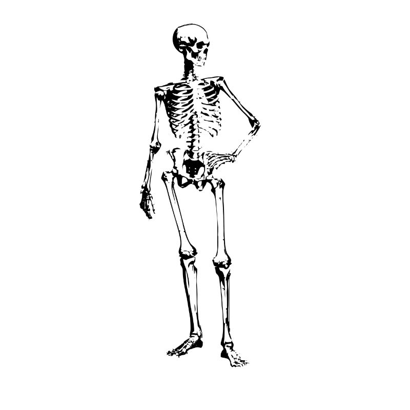 skeleton