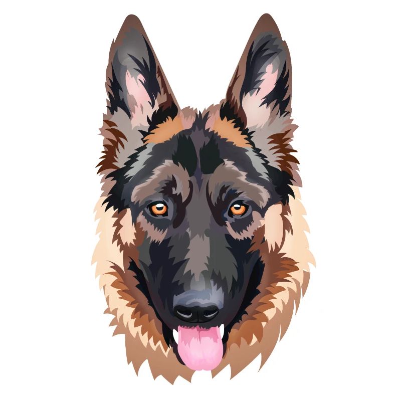 chien de berger