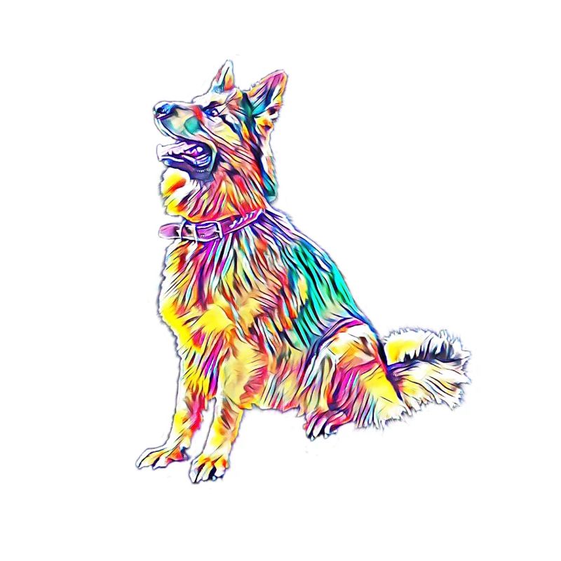 German Shepherd