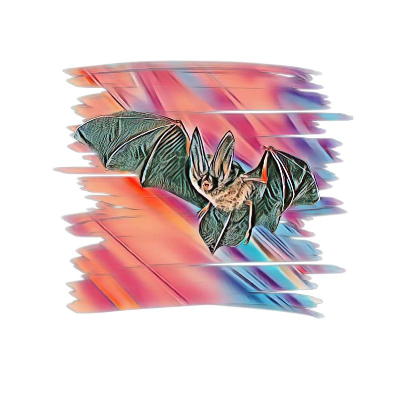 bat
