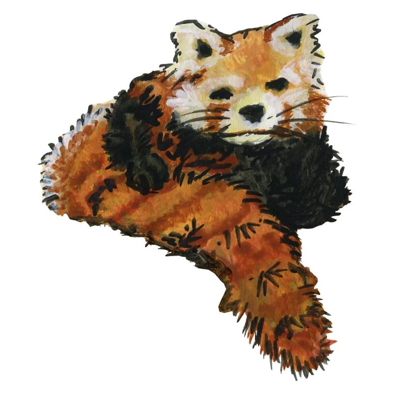 roter panda - roter panda - roter kleiner der rote