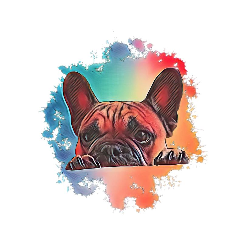 Bouledogue français