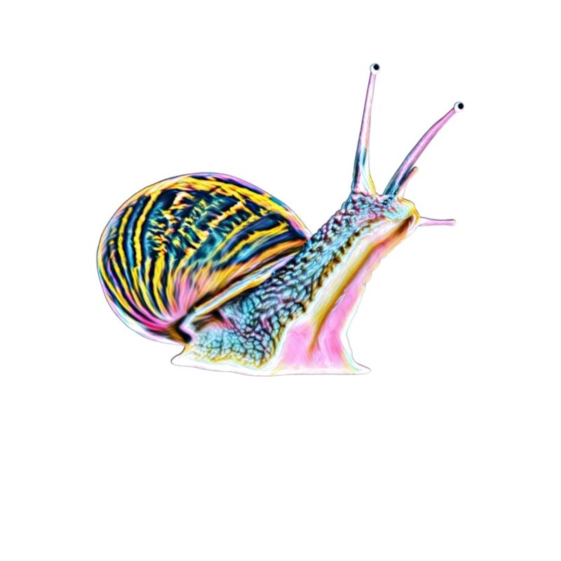 Schnecke