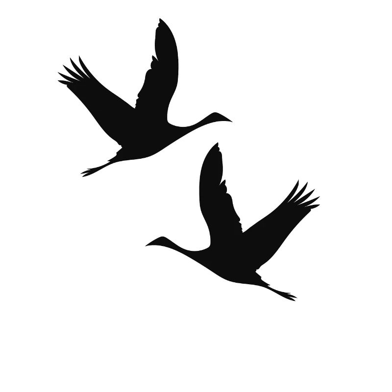 Vögel Vogel Gänse Kraniche