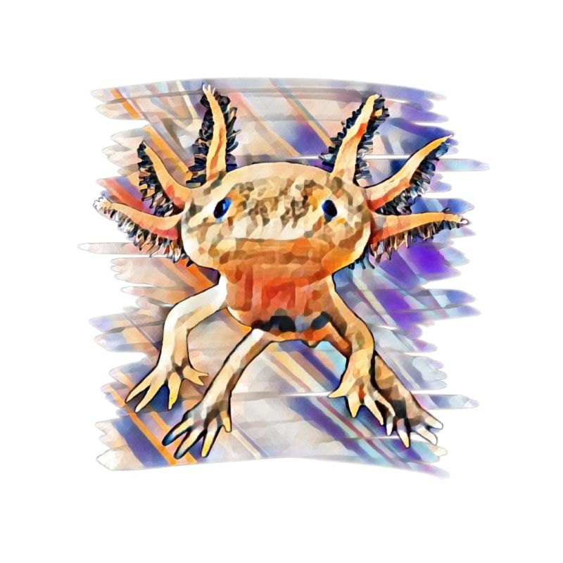 Axolotl