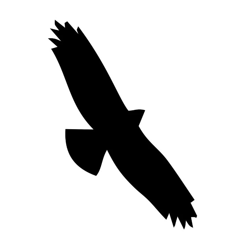 Oiseau Oiseau Oiseau Oiseaux