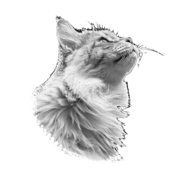 Chat