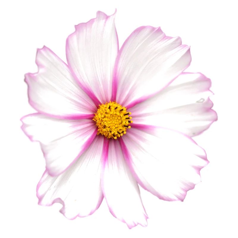 White Flower