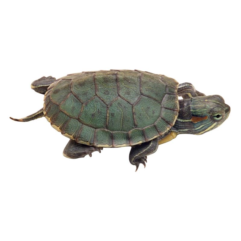 turtle tortoise animals animals4